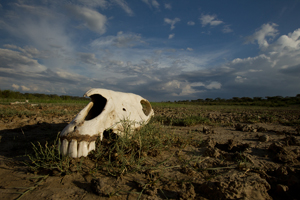 skull